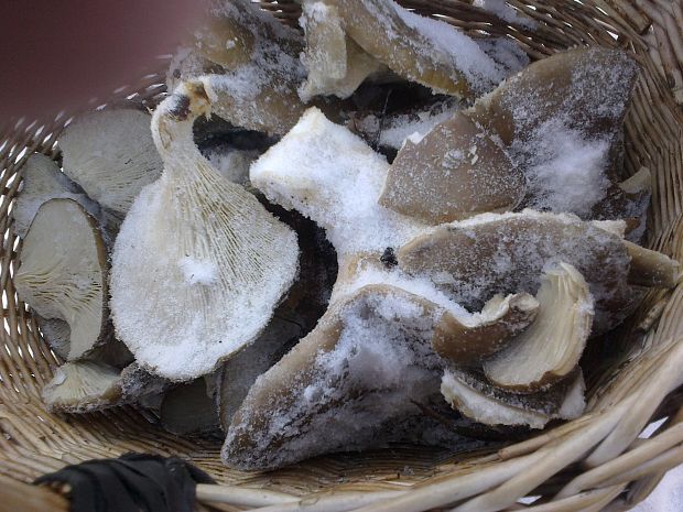 hliva ustricovitá Pleurotus ostreatus (Jacq.) P. Kumm.