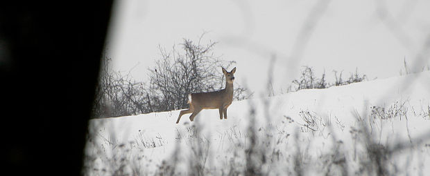 srna lesná Capreolus capreolus