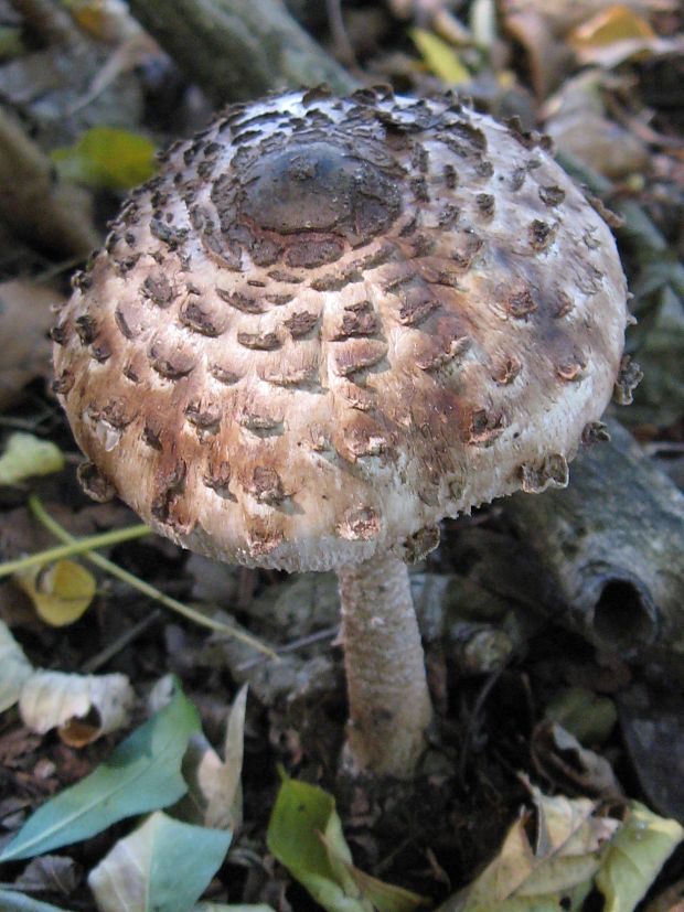 bedľa červenejúca Chlorophyllum rachodes (Vittad.) Vellinga