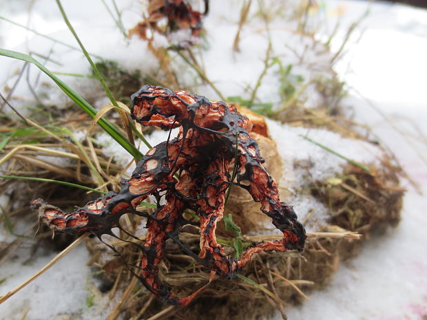 mrežovka kvetovitá Clathrus archeri (Berk.) Dring