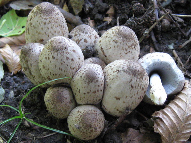 hnojník Romagnesiho Coprinopsis romagnesiana (Singer) Redhead, Vilgalys & Moncalvo