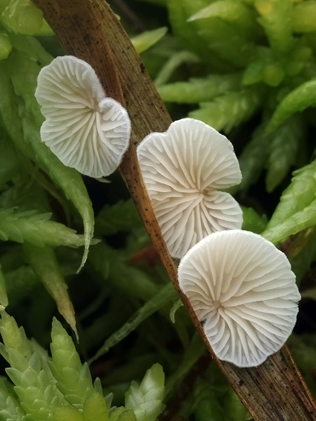 pahliva Crepidotus sp.