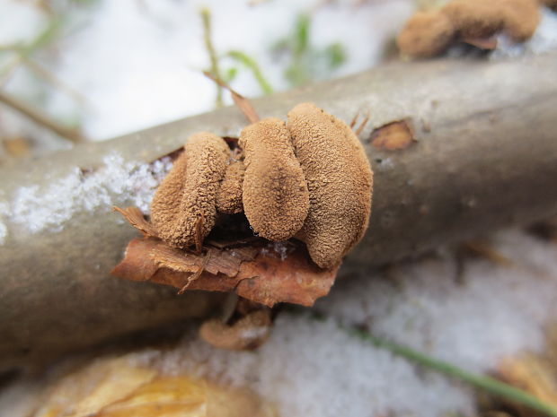 dutinovka otrubnatá Encoelia furfuracea (Roth) P. Karst.