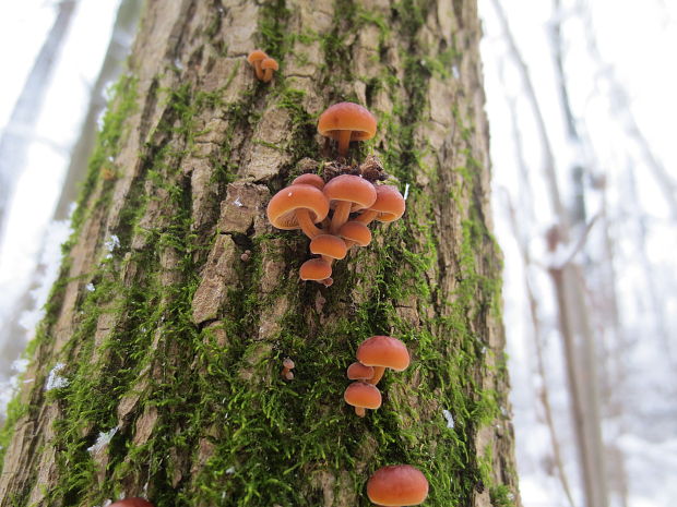 plamienka Flammulina sp.