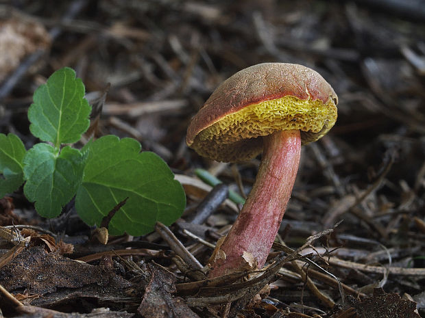 suchohríb karmínový Hortiboletus rubellus (Krombh.) Simonini, Vizzini & Gelardi