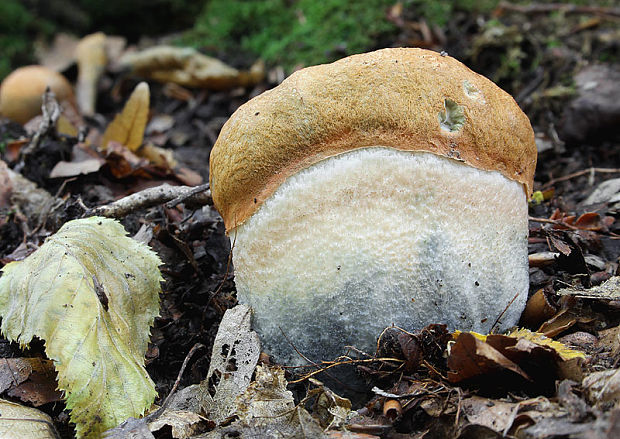 kozák osikový Leccinum albostipitatum den Bakker & Noordel.