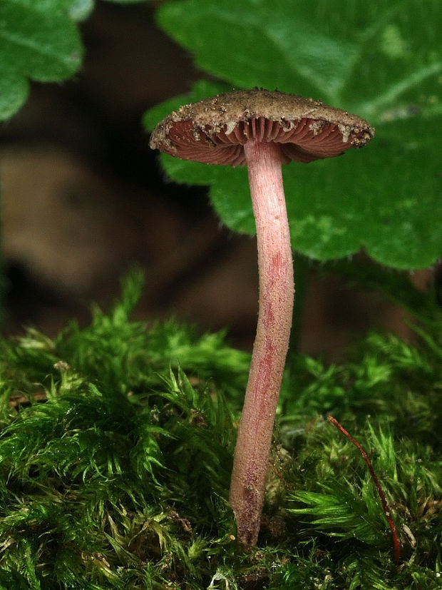 tmavolupeňovka krvavá Melanophyllum haematospermum (Bull.) Kreisel