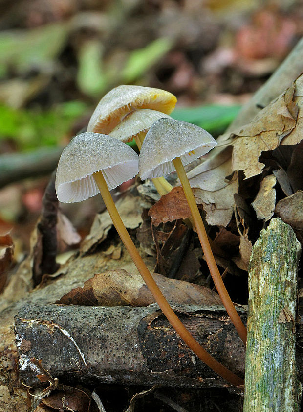 prilbička šafranová Mycena crocata (Schrad.) P. Kumm.