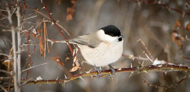 sýkorka horská Parus montanus