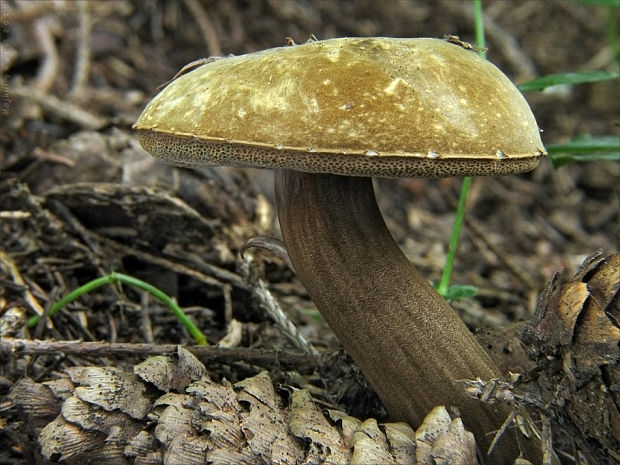 tmavohríb obyčajný Porphyrellus porphyrosporus (Fr. & Hök) E.-J. Gilbert