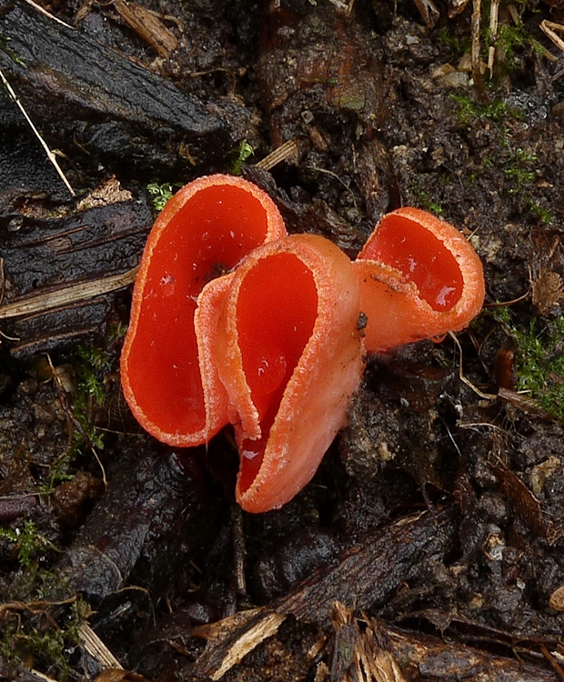 ohnivec Sarcoscypha sp.