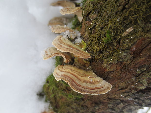 trúdnikovec chlpatý Trametes hirsuta (Wulfen) Lloyd