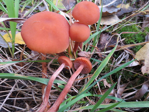 lakovka obyčajná Laccaria laccata (Scop.) Cooke