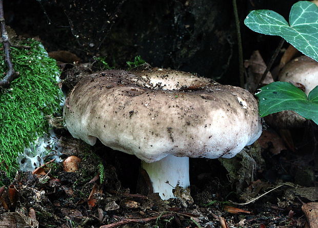 plávka Russula sp.