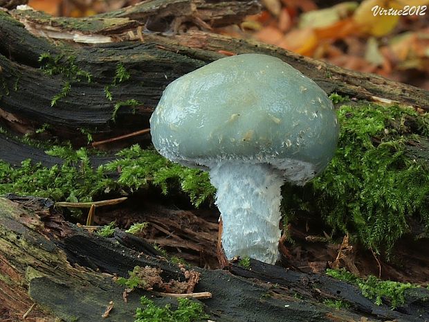 golierovka zelenomodrá Stropharia caerulea Kreisel