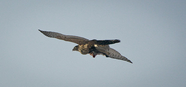 jastrab lesný Accipiter gentilis