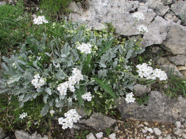 rebríček Achillea clavennae L.