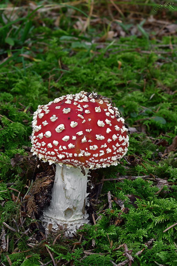 muchotrávka červená Amanita muscaria (L.) Lam.