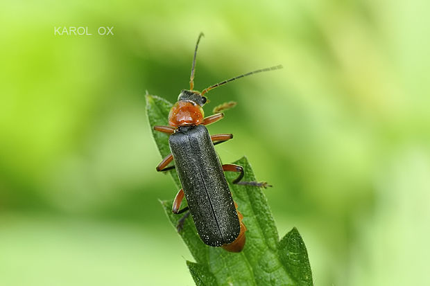 snehuľčík Cantharis pellucida