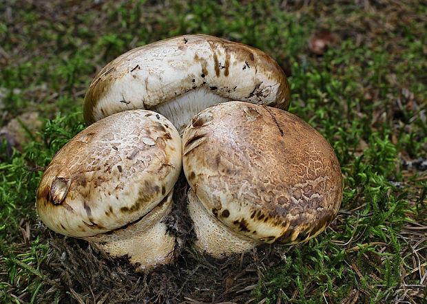 náramkovka cisárska Catathelasma imperiale (P. Karst.) Singer