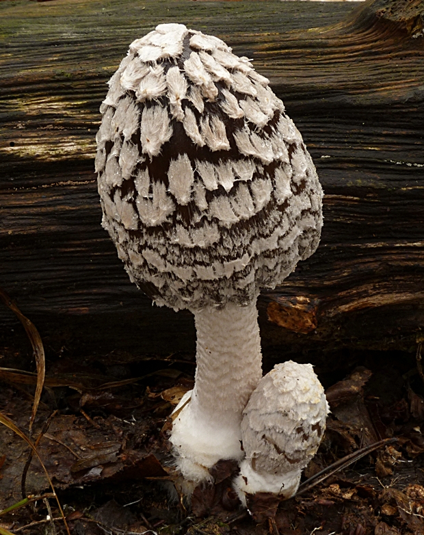 hnojník strakatý Coprinopsis picacea (Bull.) Redhead, Vilgalys & Moncalvo