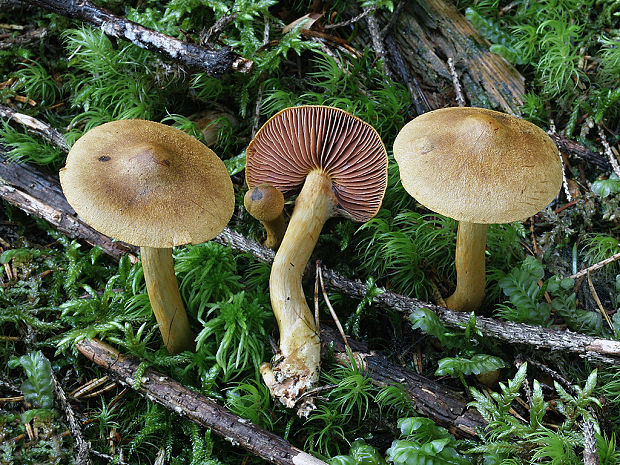 pavučinovec škoricový Cortinarius cinnamomeus (L.) Fr.