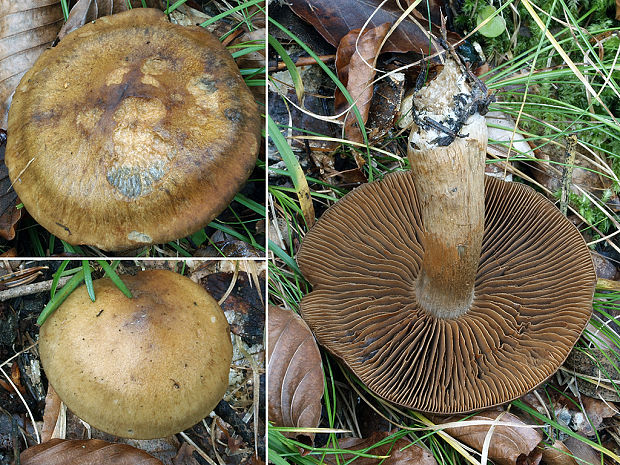 pavučinovec žltoolivový Cortinarius infractus f. olivellus (M.M. Moser) Nespiak