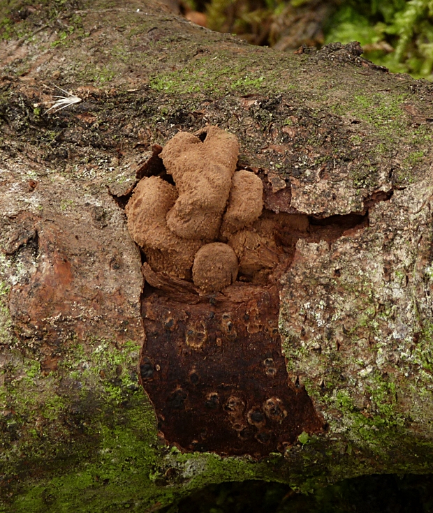 dutinovka otrubnatá Encoelia furfuracea (Roth) P. Karst.