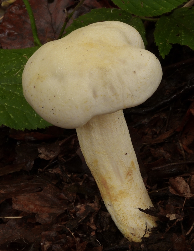 šťavnačka žltovločkatá Hygrophorus chrysodon (Batsch) Fr.