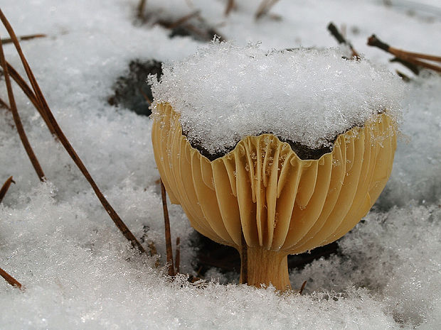 šťavnačka mrazová Hygrophorus hypothejus (Fr.) Fr.