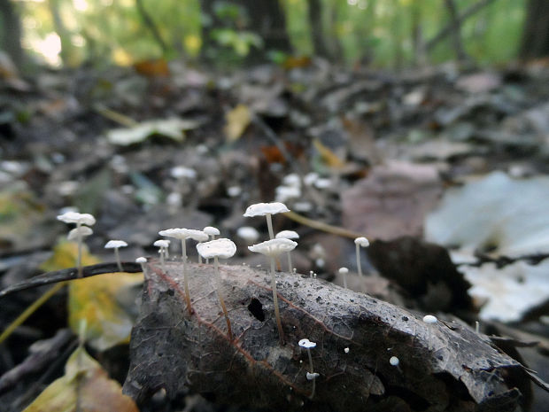 tanečnica listová Marasmius epiphyllus (Pers.) Fr.