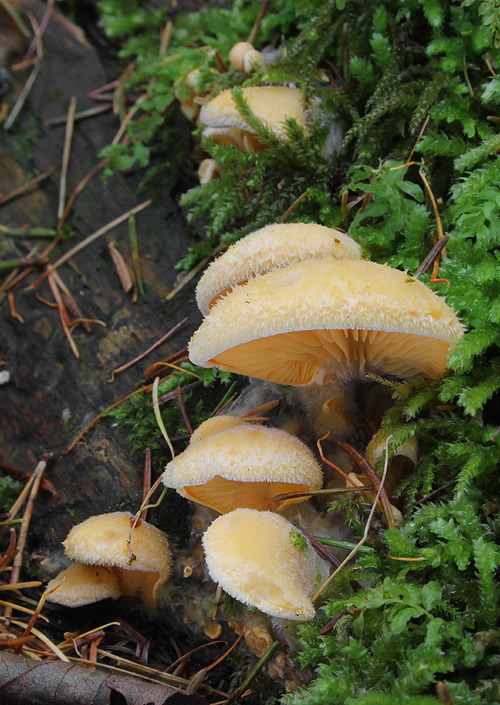 hlivník hniezdovitý Phyllotopsis nidulans (Pers.) Singer