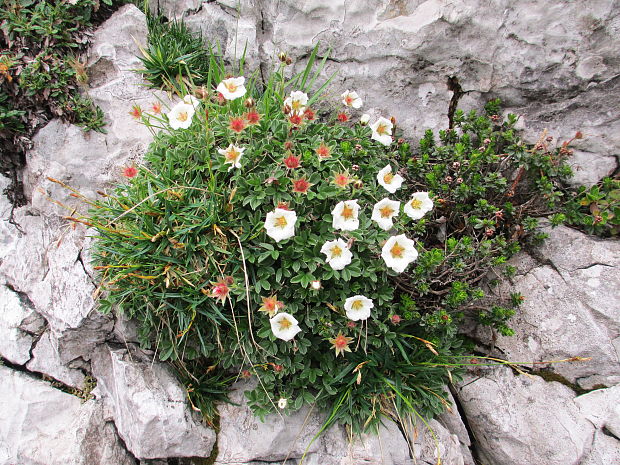 nátržník Potentilla sp.