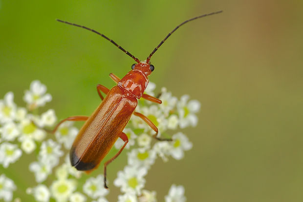 snehulčík Rhagonycha fulva