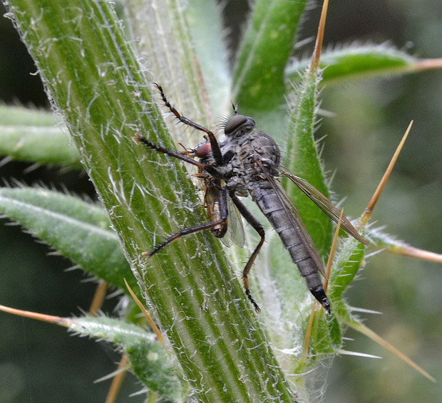 muchárka Tolmerus sp.