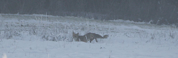 líška obyčajná Vulpes vulpes