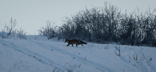 líška obyčajná Vulpes vulpes