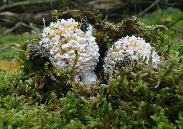 muchotrávka červená Amanita muscaria (L.) Lam.