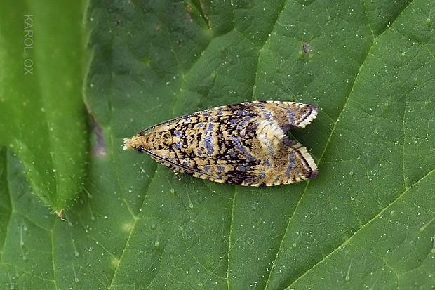 obaľovač kalužinový Celypha lacunana