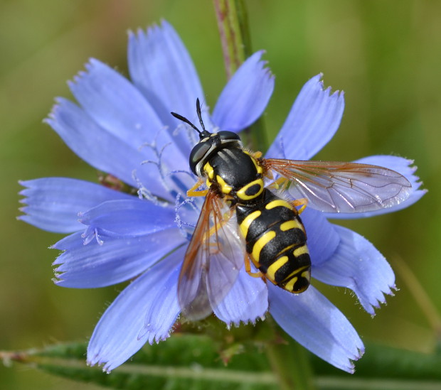 pestrica Chrysotoxum elegans Loew, 1841