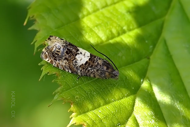 obaľovač podbeľový Epiblema sticticana