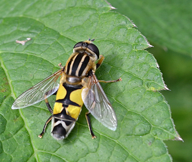 trúdovka červenonosá Helophilus trivittatus Fabricius, 1805