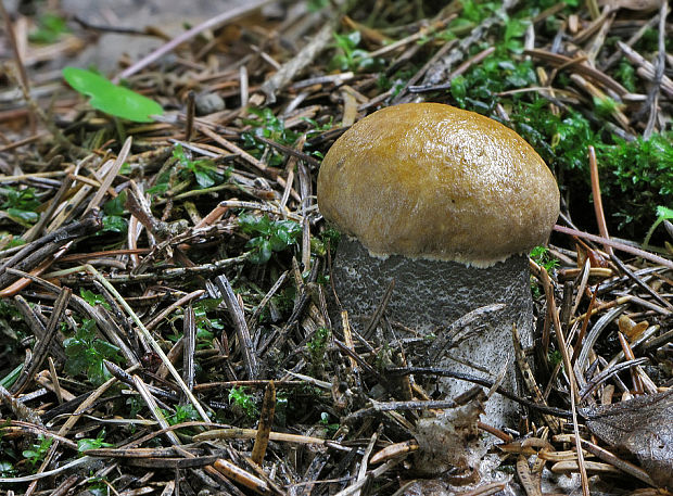 kozák žltooranžový Leccinum versipelle (Fr. & Hök) Snell