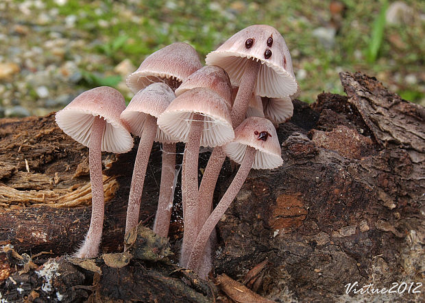 prilbička krvavomliečna Mycena haematopus (Pers.) P. Kumm.