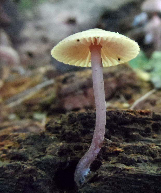 prilbička ?? Mycena sp.