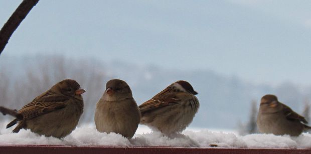 vrabec poľný Passer montanus