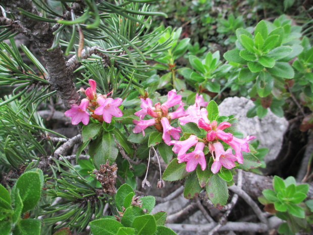 rododenderon chlpatý Rhododendron hirsutum L.