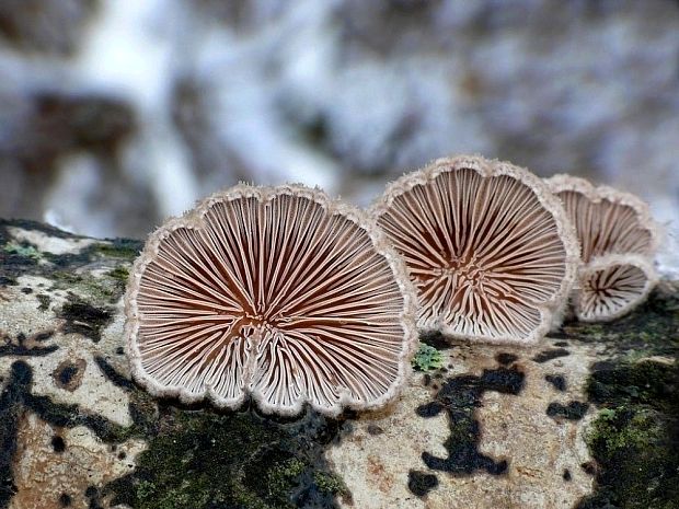 klanolupeňovka obyčajná Schizophyllum commune Fr.