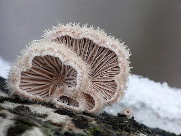 klanolupeňovka obyčajná Schizophyllum commune Fr.