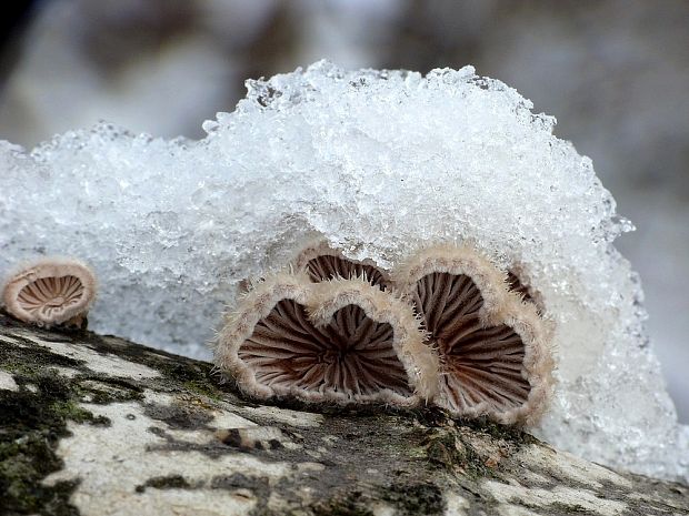 klanolupeňovka obyčajná Schizophyllum commune Fr.